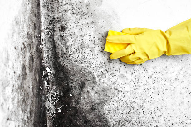 Best Certified Mold Removal  in Islandia, NY