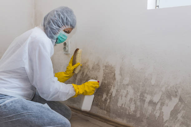 Mold Testing and Removal in Islandia, NY