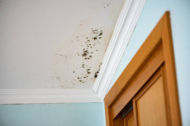 Best Certified Mold Removal  in Islandia, NY