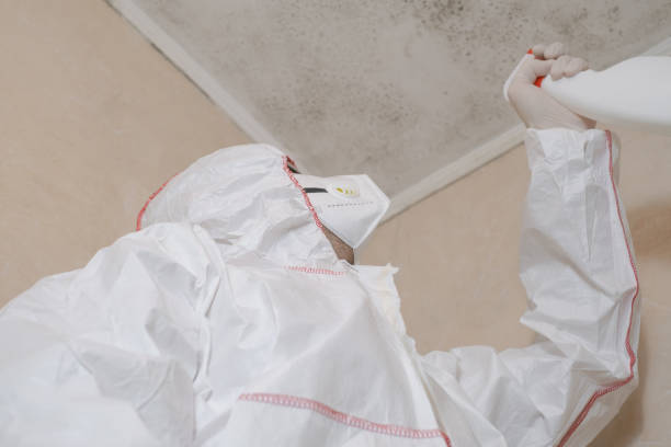 Certified Mold Removal in Islandia, NY