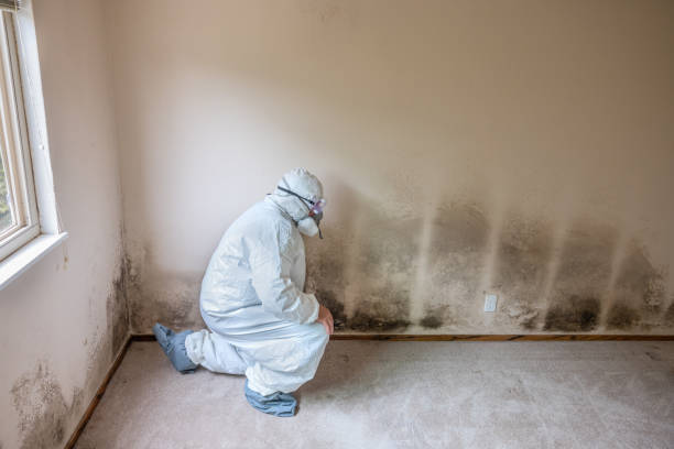 Best Residential Mold Removal  in Islandia, NY
