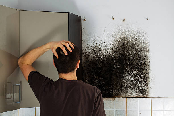 Certified Mold Removal in Islandia, NY