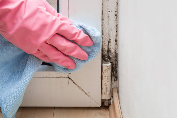 Best Commercial Mold Removal  in Islandia, NY