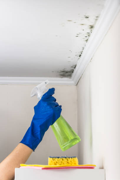 Best Black Mold Removal  in Islandia, NY